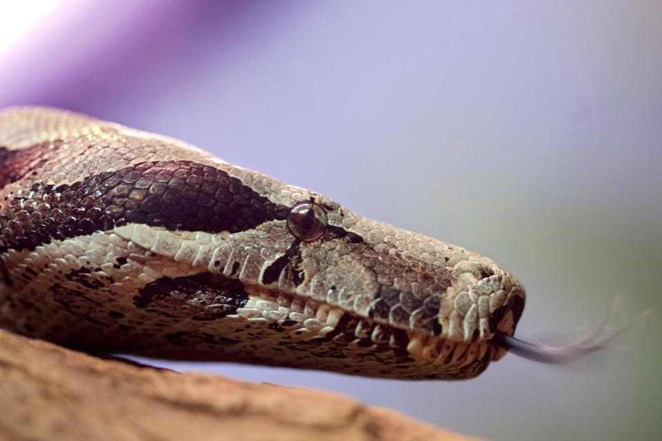 Snakes, like the red-tail boa constrictor pictured, evolved from species that survived the asteroid that killed the dinosaurs.