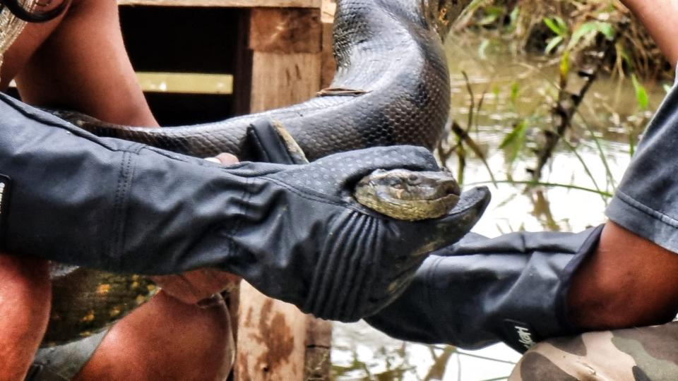 Scientists hold the head of a northern green anaconda, a newly discovered snake species.