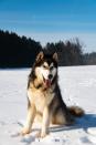 <p>By nature, Malamutes are friendly toward humans. They need a pack leader to set the standard, so stick to a <a href="https://www.goodhousekeeping.com/life/pets/g27611300/dog-commands/" rel="nofollow noopener" target="_blank" data-ylk="slk:training regimen;elm:context_link;itc:0;sec:content-canvas" class="link ">training regimen</a> early on for a well-behaved family member. </p><p><strong>Weight: 75-80 pounds</strong></p>