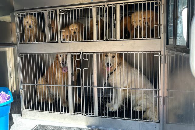 <p>Hopkinton Police Department</p> Golden retrievers rescued in Hopkinton, Rhode Island