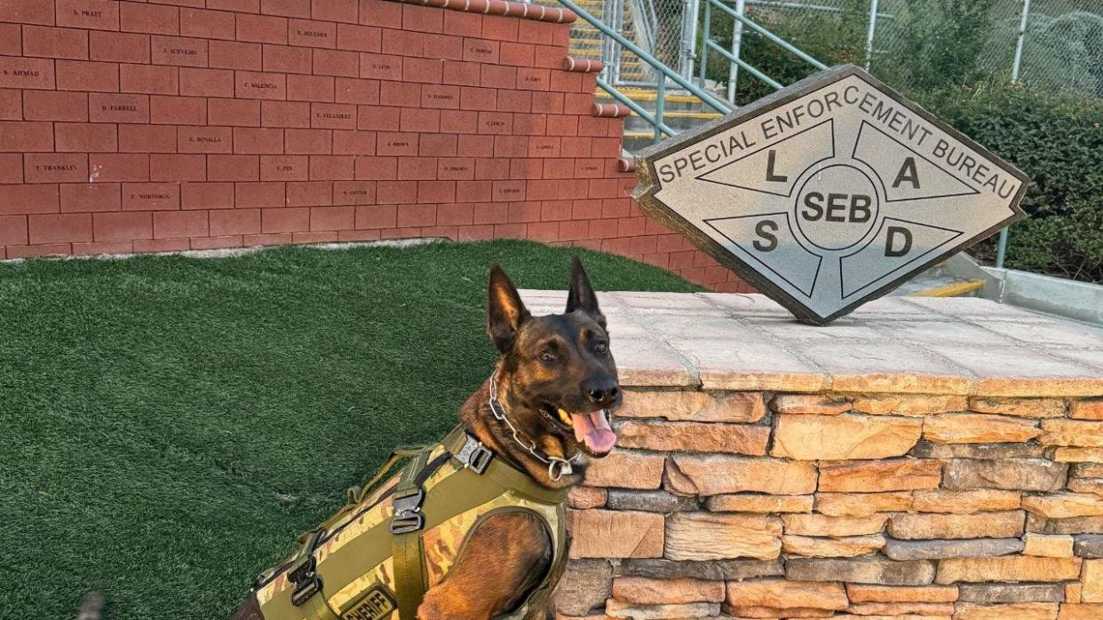 <div>K9 Kjeld "Kid"</div> <strong>(LASD)</strong>