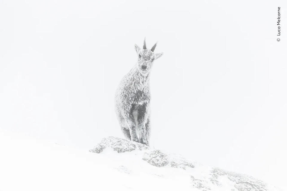 《The Ice Ibex》由Luca Melcarne所攝，為一頭法國阿爾卑斯山的野山羊，留下一幅彷如幽靈的肖像。