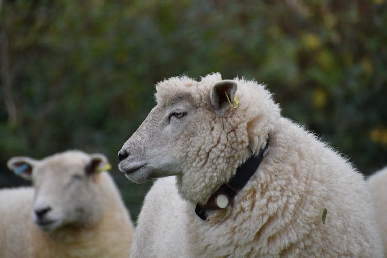 sheep with black electronic collar around its neck