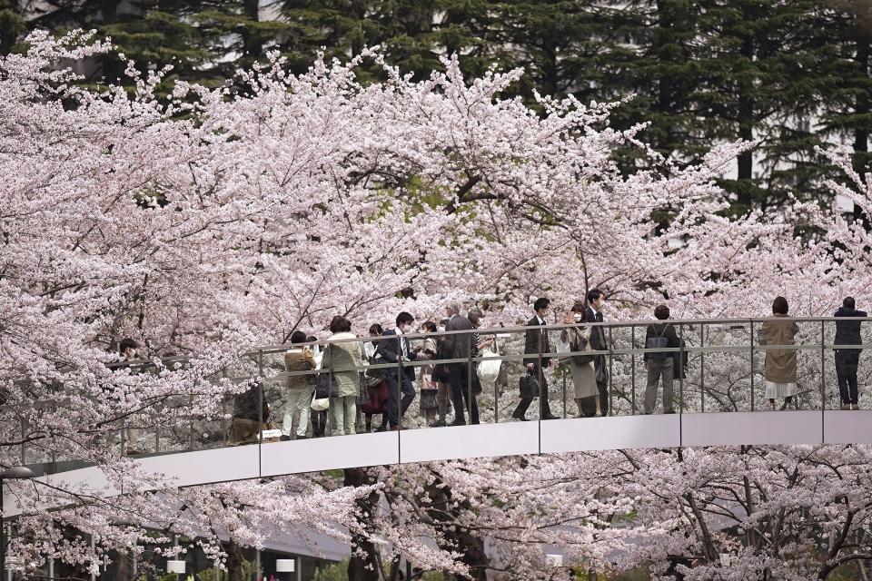 FILE - Visitors view seasonal cherry blossoms from a pedestrian bridge in the Roppongi district, March 31, 2022, in Tokyo. Temperatures are rising in Japan and summer is coming fast and cherry blossoms are blooming sooner than ever before. (AP Photo/Eugene Hoshiko, File)
