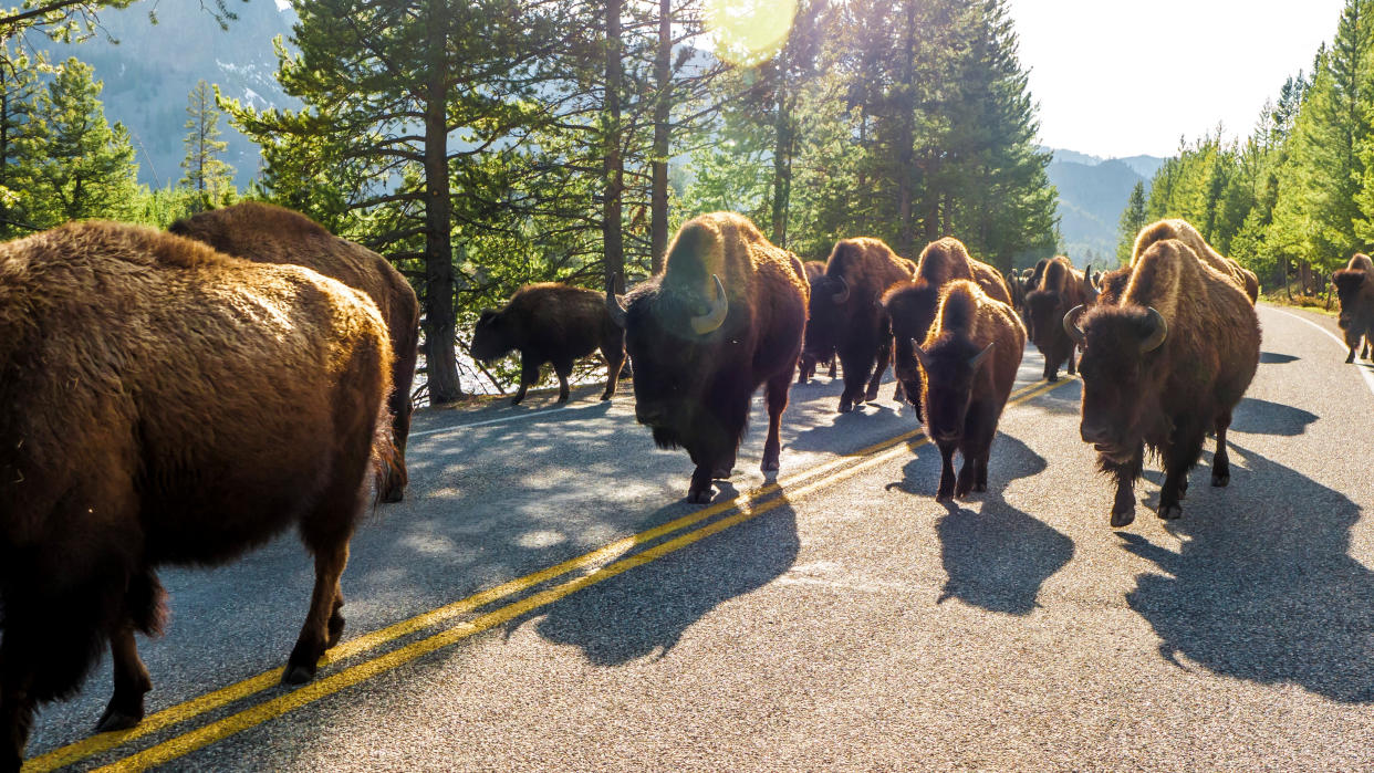  Bison herd at Yellowstone National Park. 