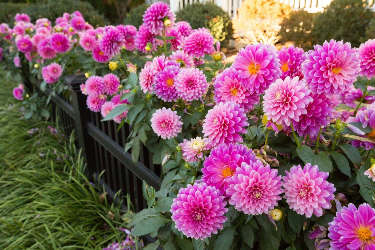 summer flowers, dahlia flowers, pink flower garden bloom