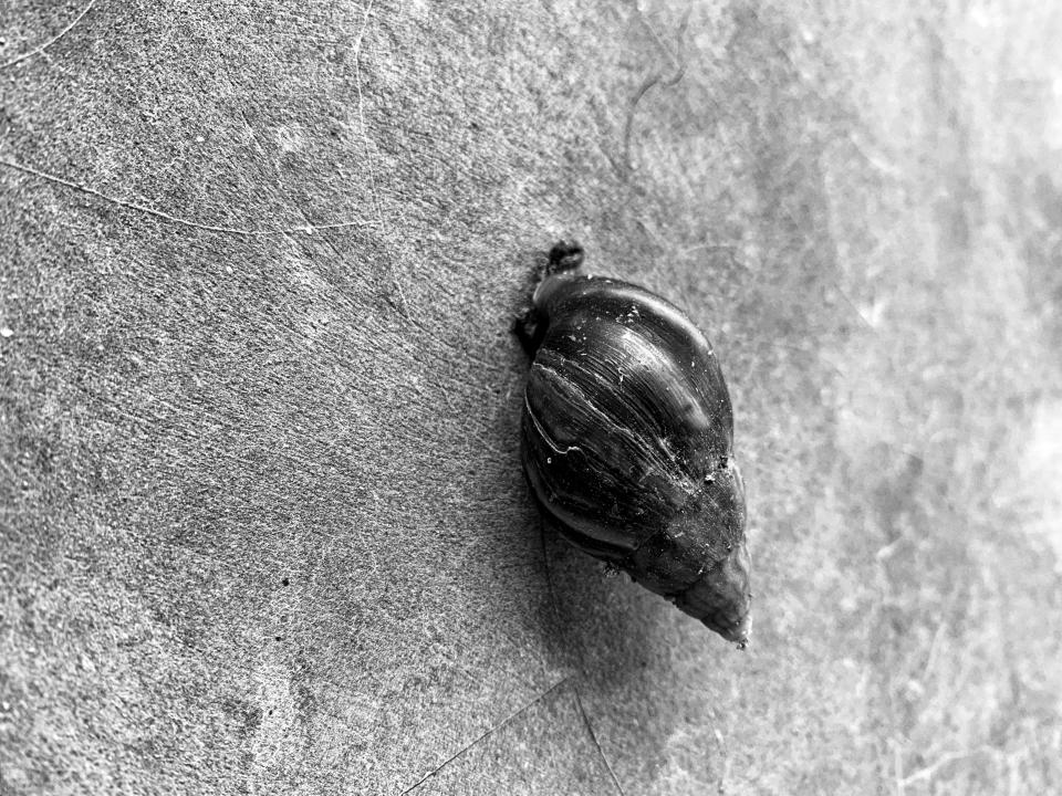 snail climbing up wall