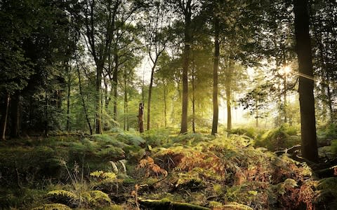 Forest of Dean - Credit: Getty