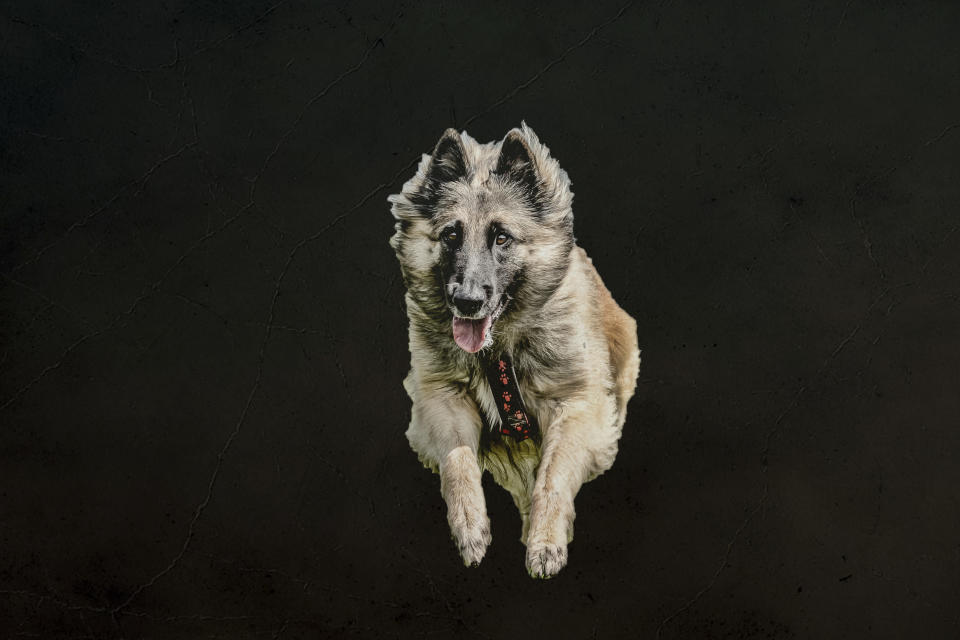 <p>Mueller said: “When I saw the photos on my screen, the idea came to me: flying dogs. (Photo: Peter Mueller/Caters News) </p>