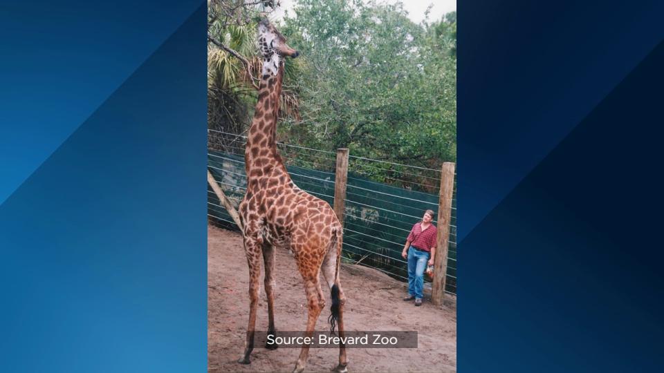 Brevard Zoo’s Rafiki the giraffe is celebrating his 25th birthday on Wednesday.