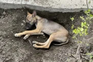 stray dog sleeping in dirt