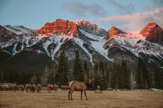 Banff has excellent wildlife spotting opportunities (Mike Seehagel)