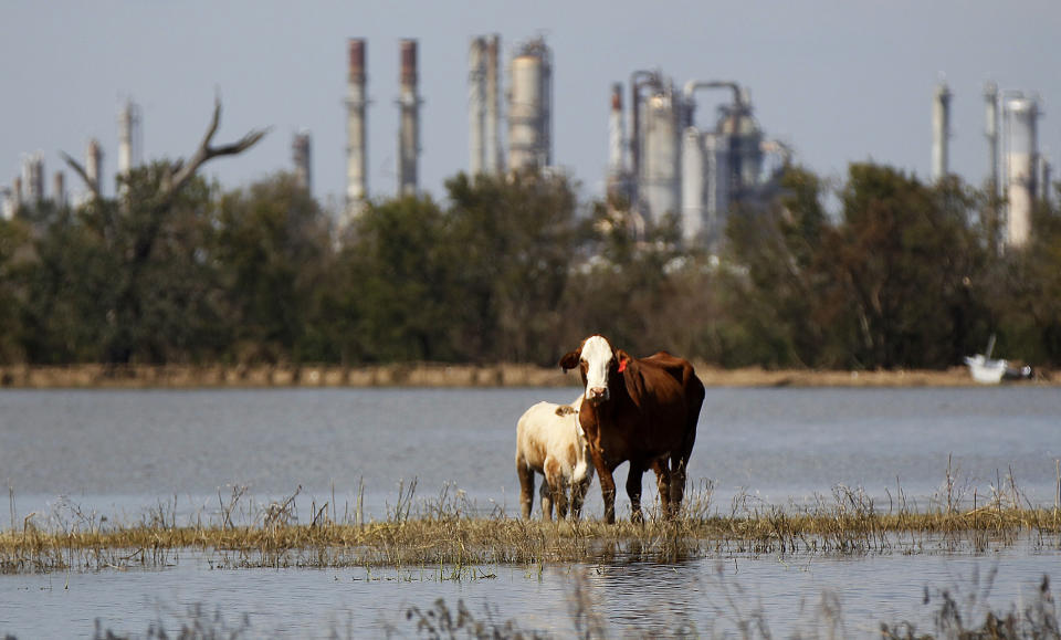 FILE - In this Sept. 2, 2012 file photo, cattle stranded on a slim piece of dry land are seen as floodwaters from Hurricane Isaac recede in Plaquemines Parish, La. In August, ranches on the boot of Louisiana were speckled with cows and calves grazing on a smorgasbord of marsh grasses and flowers. Hurricane Isaac took all that away, turning some of the best ranch land in Louisiana into a miles-long pond of blackish and foul-smelling floodwaters. (AP Photo/Gerald Herbert, file)