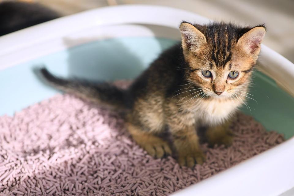 kitten in his litter box; why your kitten has diarrhea