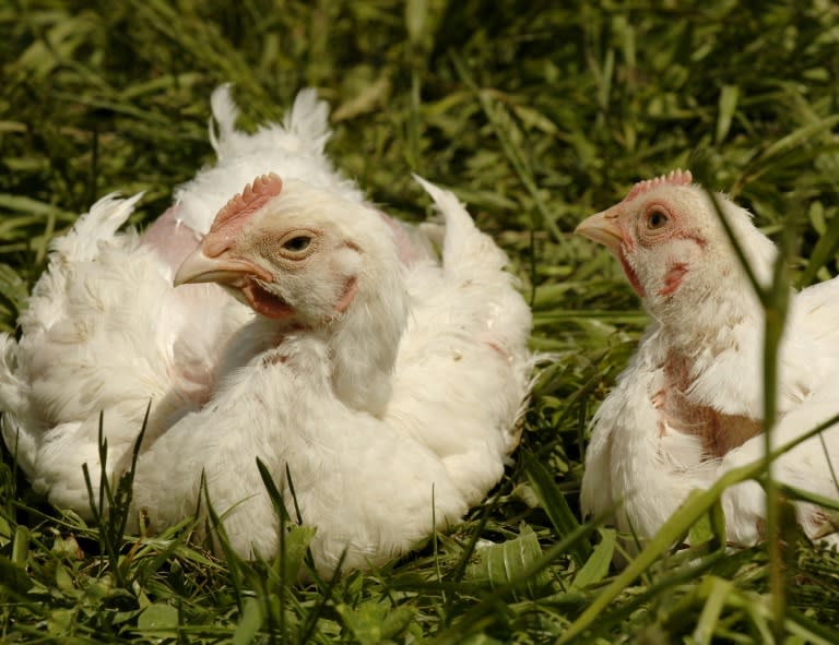 Last month, Tyson Foods announced a 'no antibiotics ever' pledge for all Tyson-branded chicken products, building on an earlier promise to restrict drug use on broiler chickens