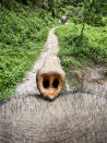 <p>A view of an elephant’s trunk from the top of its head. (Bobby-Jo Clow/Caters News Agency) </p>