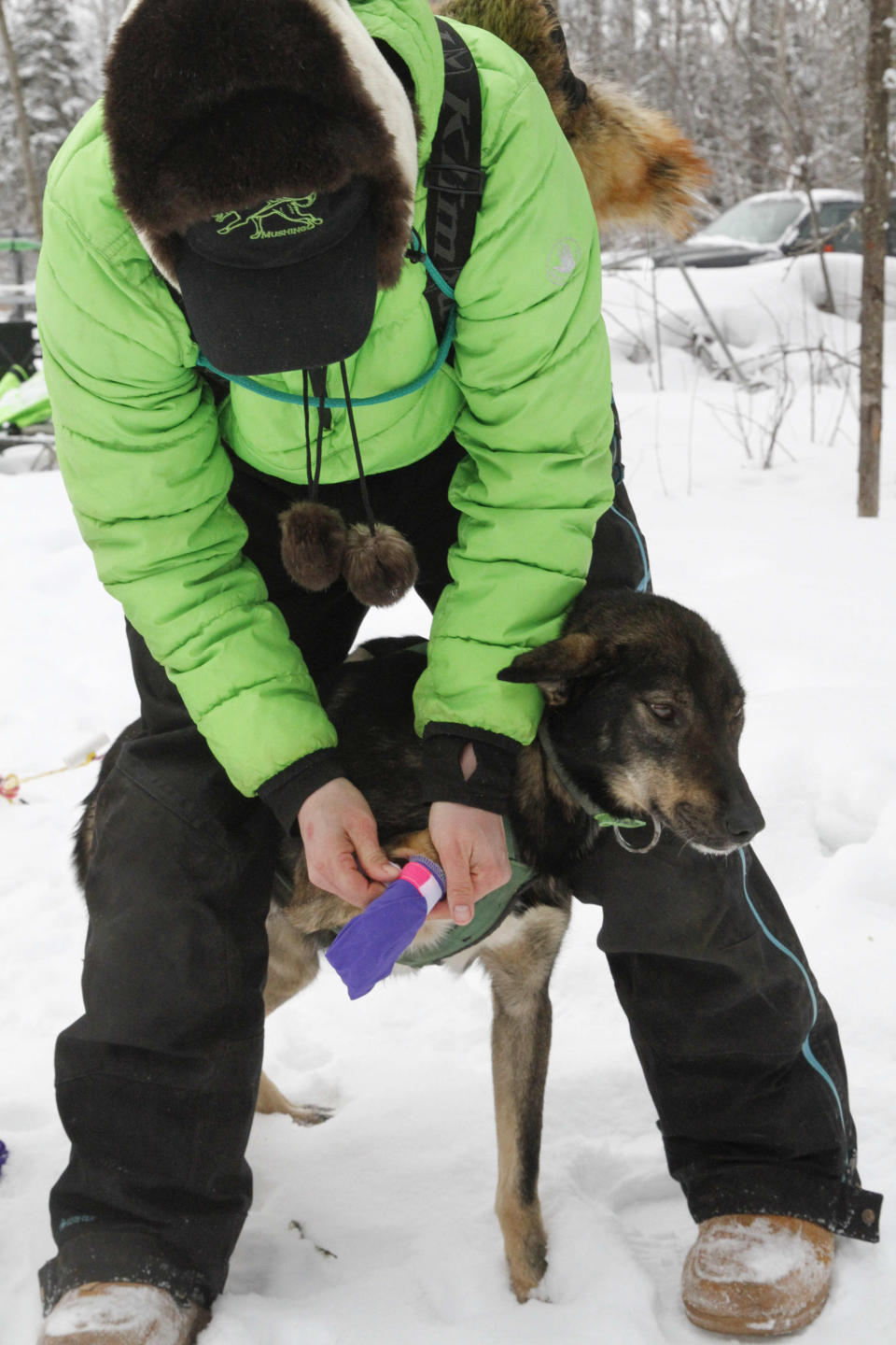 Ryan Redington, the 2023 Iditarod Trail Sled Dog champion, puts booties on his dog Sven's paws before a training run Monday, Feb. 26, 2024, in Knik, Alaska. Redington is one of three former champions in this year's race, which starts Saturday in Anchorage, Alaska. (AP Photo/Mark Thiessen)