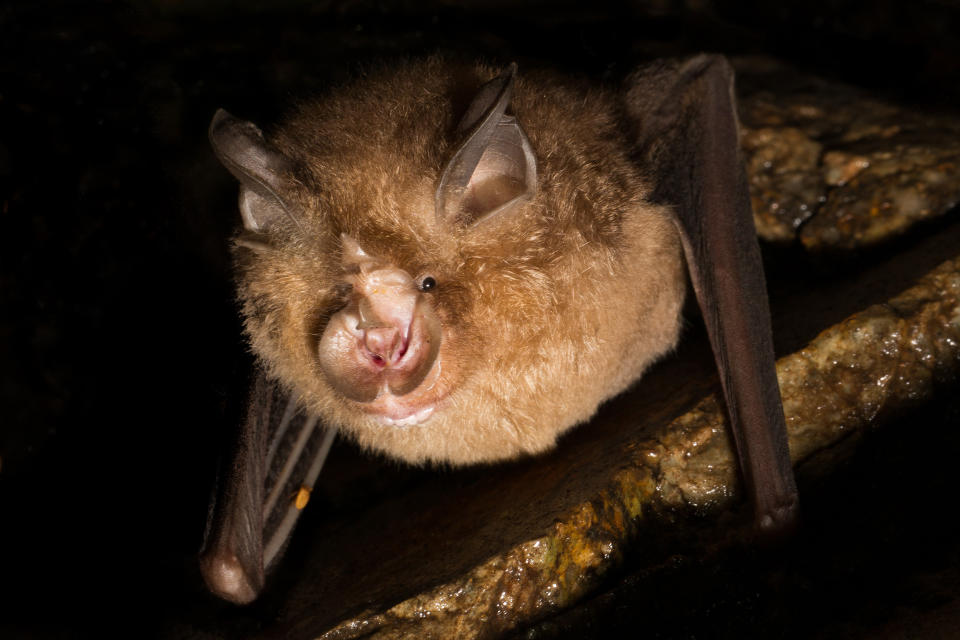 Un murciélago de herradura, Rhinolophus pusillus, una de las tres especies de murciélagos que fueron observadas en un estudio reciente. (Kevin K. Caldwell/The New York Times)