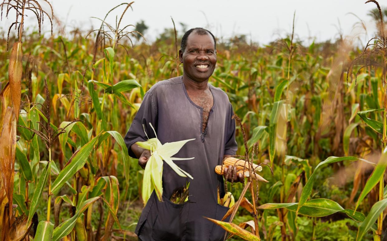A Zambian farmer holds maize enriched with vitamin A and drought tolerant - Libby Edwards/HarvestPlus 
