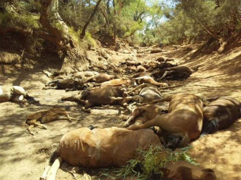 Brumbies dead in the Northern Territory: Rohan Smyth believes the wild horses died from dehydration. 