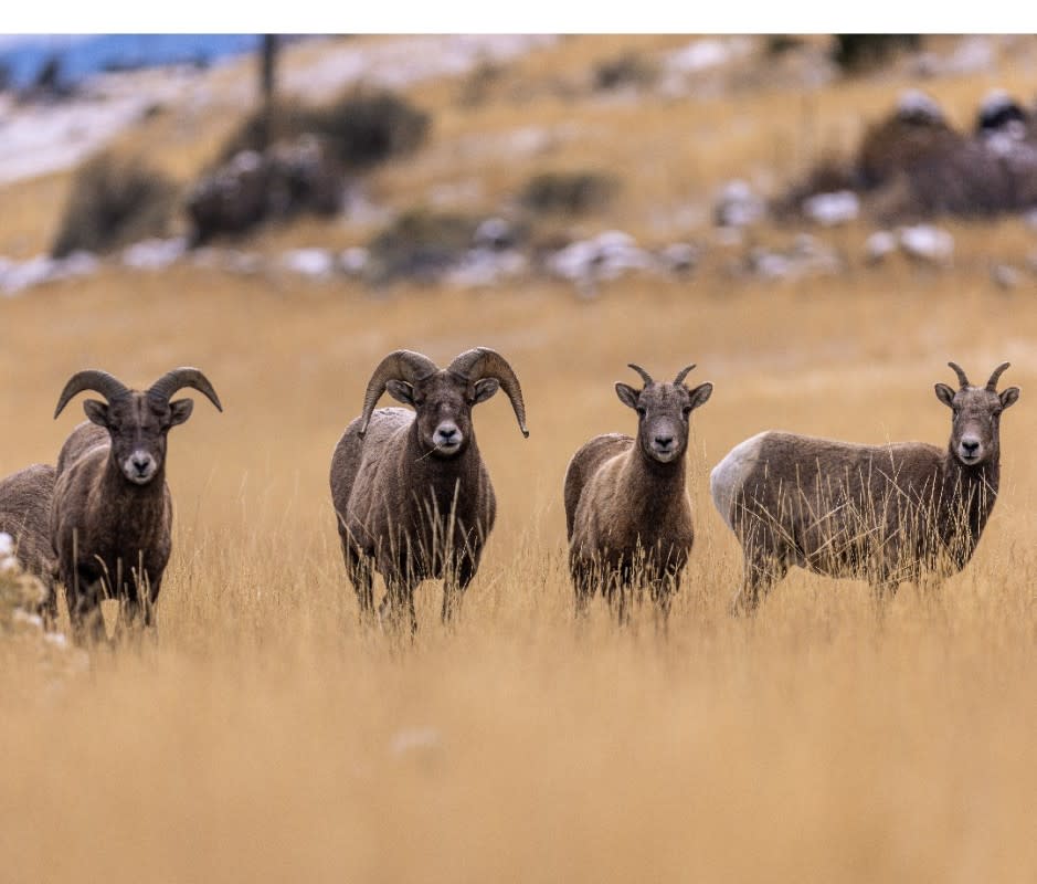 <p>Courtesy of Yellowstone Safari Co.</p><p>Yellowstone, the nation’s first national park, deserves every ounce of its hype and three million annual visitors for the park's unbeatable wildlife show alone. Those crowds are precisely why you should book either <a href="https://yellowstonesafari.com/yellowstone-wildlife-safari/" rel="nofollow noopener" target="_blank" data-ylk="slk:The Yellowstone Wildlife Safari;elm:context_link;itc:0;sec:content-canvas" class="link ">The Yellowstone Wildlife Safari</a> or <a href="https://yellowstonesafari.com/yellowstone-walking-safari/" rel="nofollow noopener" target="_blank" data-ylk="slk:Yellowstone Walking Safari;elm:context_link;itc:0;sec:content-canvas" class="link ">Yellowstone Walking Safari</a> (both from $350) with this local, family-owned and operated safari company which specializes in treading off heavily trodden trails to quieter nooks of the park. </p><p>The company’s full-day tour caps group size at just eight guests, starting bright and early to maximize chances of spying the park’s famous creatures—including bison herds (excellent odds), grizzlies (tougher), and wolves (toughest). Either way, expect top-notch naturalist guides, use of spotting scopes and binoculars, and breakfast, lunch, and snacks. <a href="https://yellowstonesafari.com/multi-day-safaris/" rel="nofollow noopener" target="_blank" data-ylk="slk:Multi-day safaris;elm:context_link;itc:0;sec:content-canvas" class="link ">Multi-day safaris</a> are also options. Want more? The company’s <a href="https://yellowstonesafari.com/winter-wolves-and-wildlife-three-day/" rel="nofollow noopener" target="_blank" data-ylk="slk:three-day winter wolves and wildlife safari;elm:context_link;itc:0;sec:content-canvas" class="link ">three-day winter wolves and wildlife safari</a> in Yellowstone is a feast for all senses ($5,600, meals included).</p><p>[From $3,280 per person for two days; <a href="https://yellowstonesafari.com/" rel="nofollow noopener" target="_blank" data-ylk="slk:yellowstonesafari.com;elm:context_link;itc:0;sec:content-canvas" class="link ">yellowstonesafari.com</a>]</p>