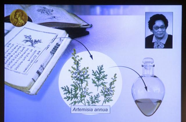 Artemisia annua—A Revolution in the History of Tropical Medicine