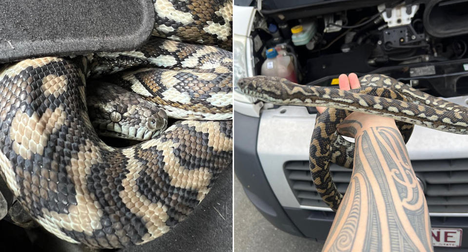 Coastal Carpet Python snake inside car 