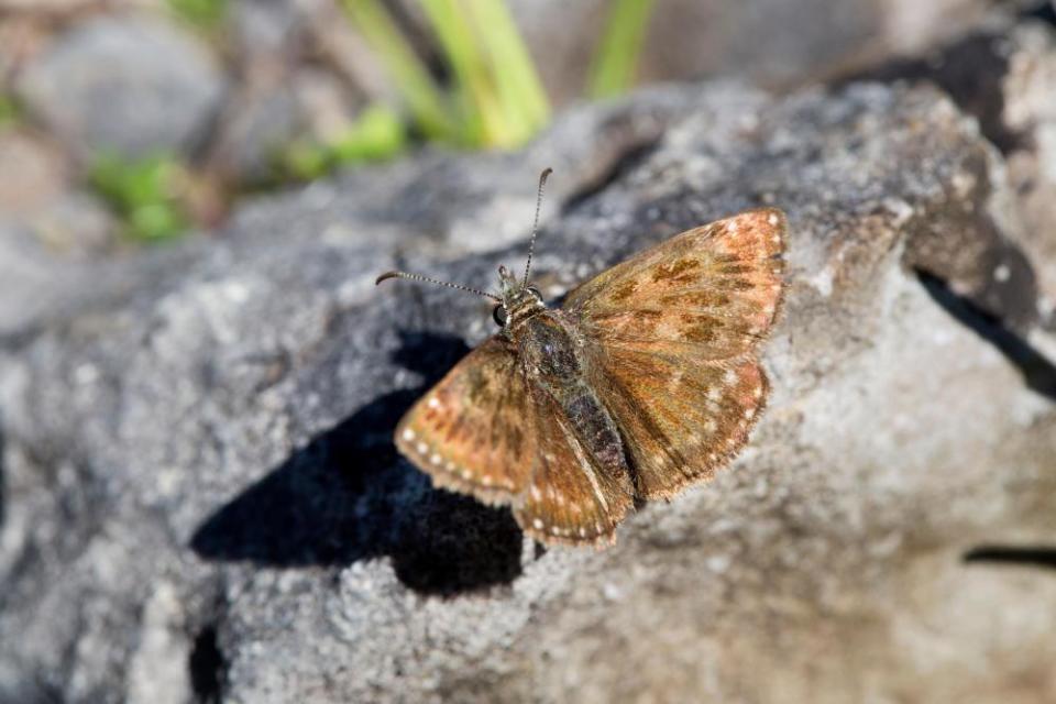 The dingy skipper butterfly thrives in unlovely places.