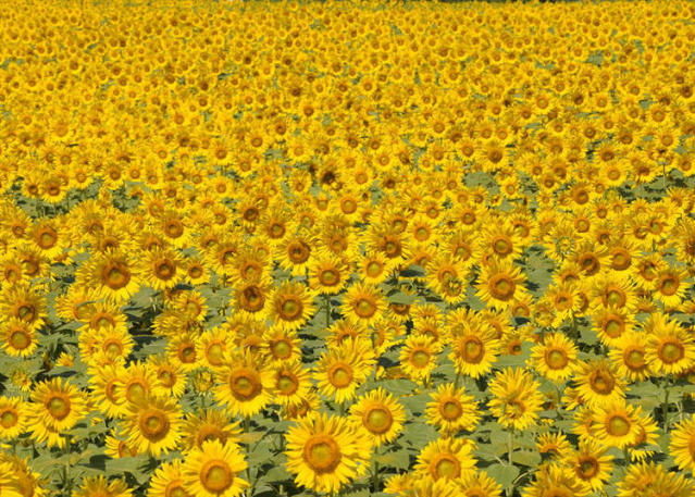 Ben's-Eye-View: Japanese Boxing and Sunflowers Facing the Sun