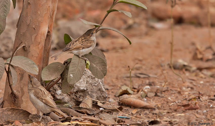 World Sparrow Day