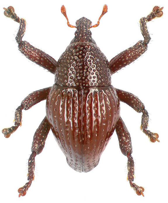 Wonder how we feels about this flightless weevil being named after him?