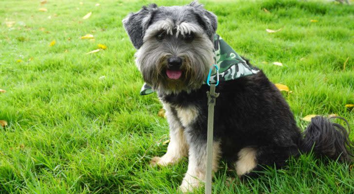 a smiling dog on a leash