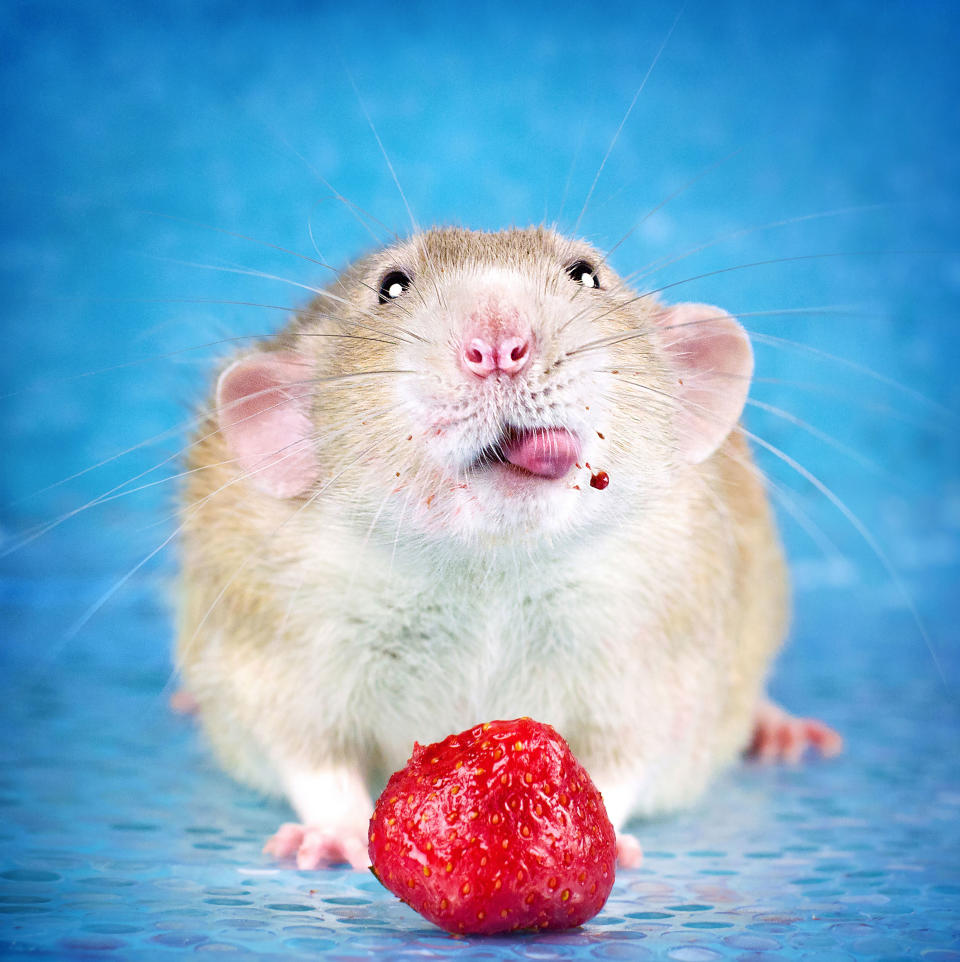 Adorable rat portraits look to remove stigma attached to rodents