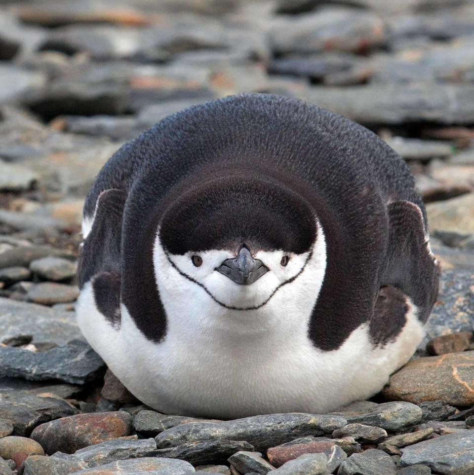 A pensive chinstrape penguin on the South Orkney Islands.