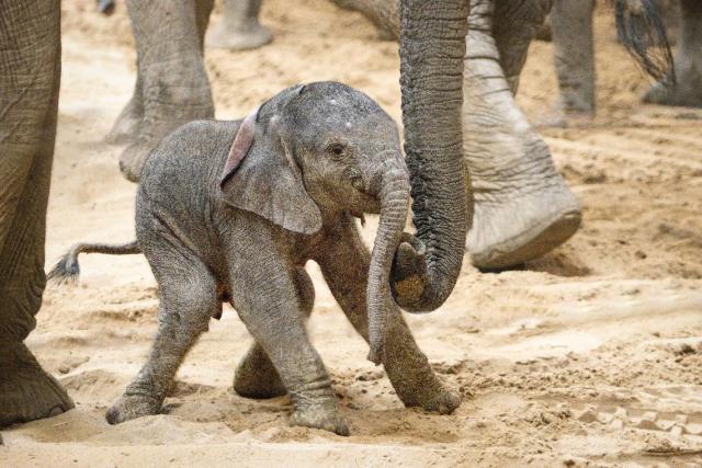 Adorable newborn elephant bonds with his family at Nebraska zoo. See the  cute photos