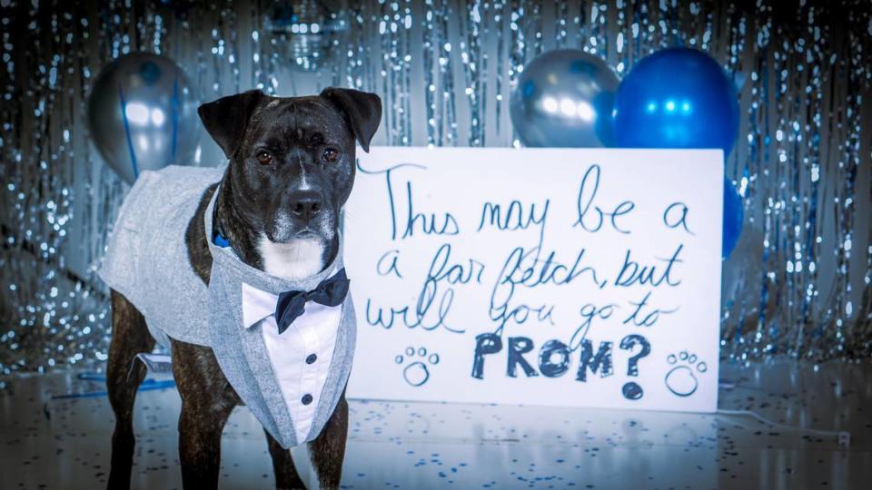 Gateway Pet Guardians is participating in the Empty the Shelters campaign. And since it’s prom season, GPG will be offering multiple walk-in adoption dates to help adopters find their Furever Prom date. Walk-in adoptions dates will be held 3-5 p.m. May 5, 9-11, noon to 2 p.m. May 6, and by appointment May 13. Adoption events will be held at GPG’s Pet Resource Center, 725 N. 15th St. in East St. Louis. Pictured: Barley is still looking for his forever home. For more info, visit gatewaypets.org. Provided