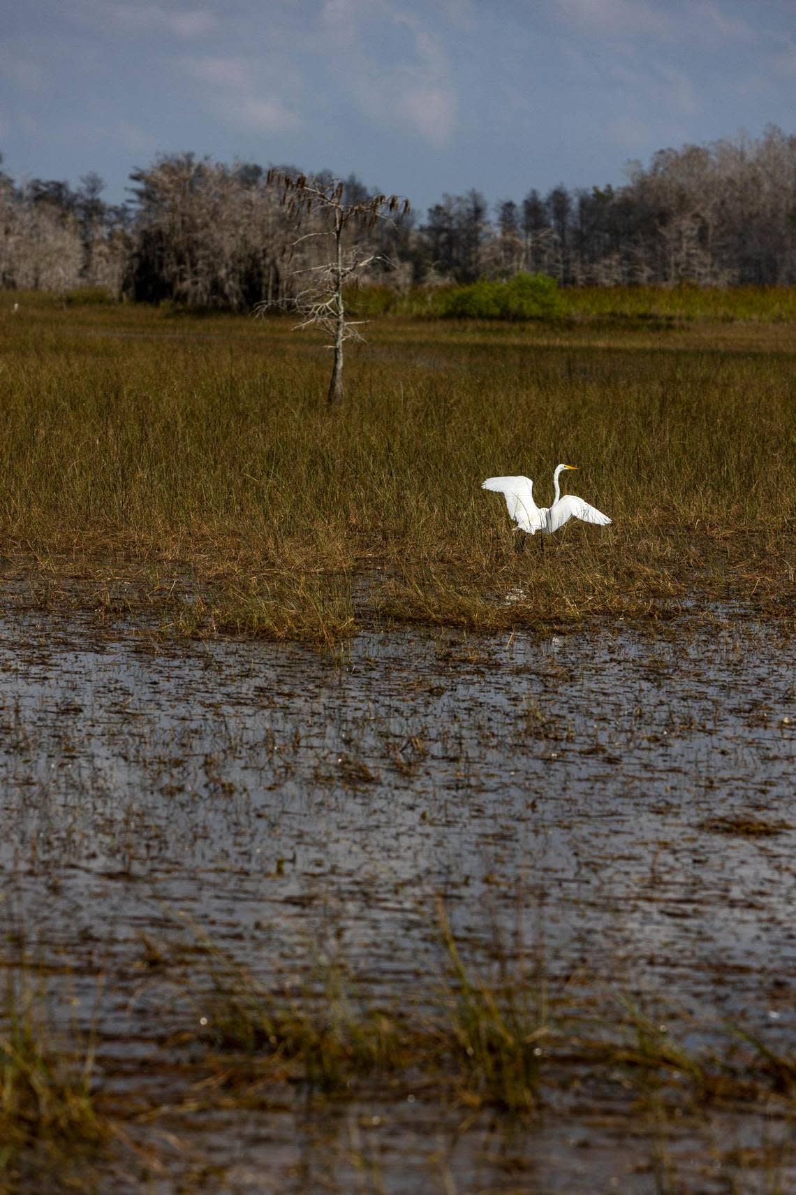 An egret prepares to take flight in the Florida Everglades on Feb. 24, 2023.