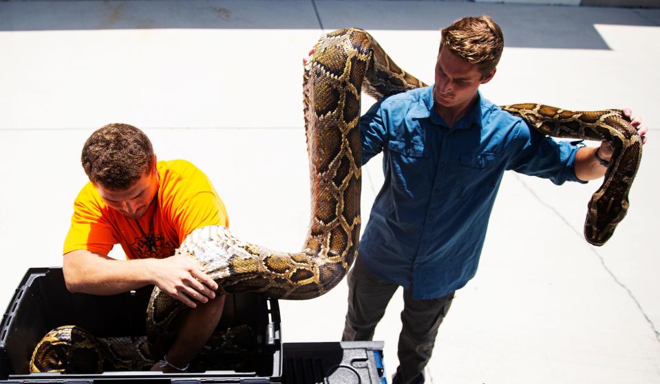 Jake Waleri, right, and Stephen Gauta transport a record 19 foot Burmese python, Wednesday, July 12, 2023 caught in the Big Cypress National Preserve on July 10, 2023. Waleri, who is an amateur hunter and several friends caught the large snake. They brought it to the Conservancy of Southwest Florida to have it officially documented.