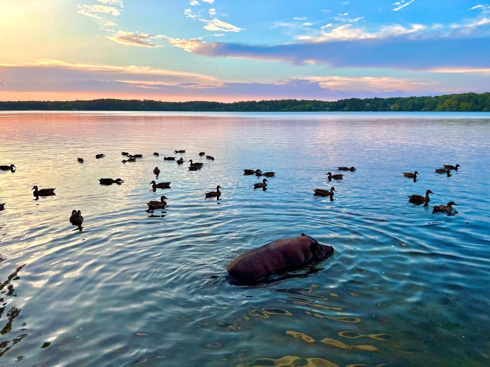 Bart enjoys a summer sunset swim in Hinckleys Pond in Harwich.