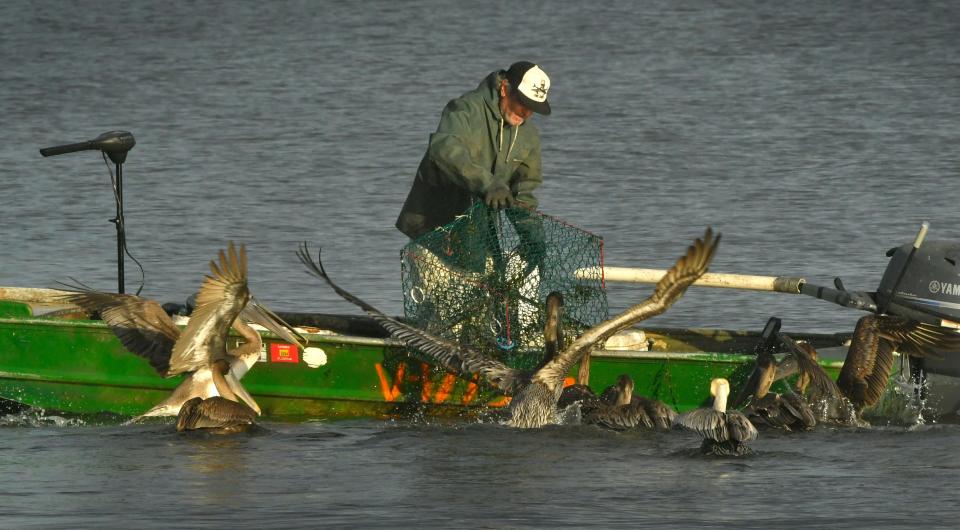 A fisherman drew the interest of pelicans during his early February fishing trip, along the Indian River Lagoon just north of the Eau Gallie Causeway in Melbourne. Amendment 2, on the ballot this November, would enshrine the right to hunt and fish in Florida's constitution.