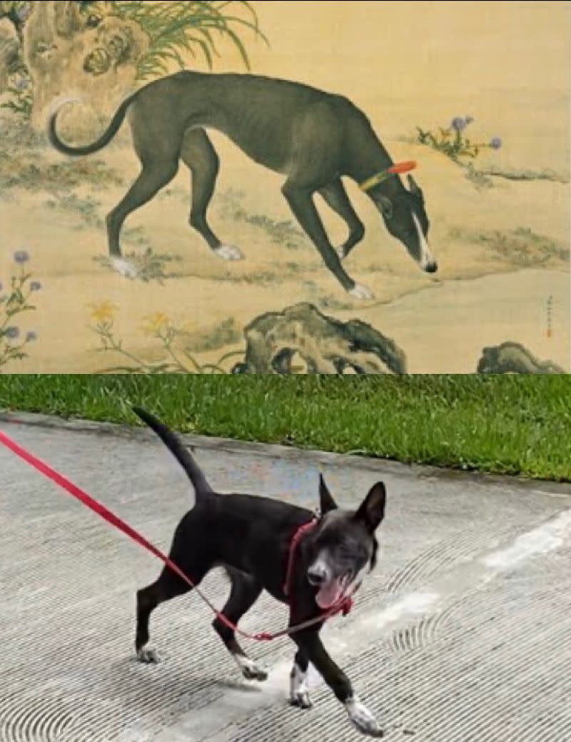 The photo immediately led many to question “Did the dog survive from the Qianlong period to today?” and “Does this mean your dog is royalty?” (Photos courtesy of the National Palace Museum and PTT via NOWnews)