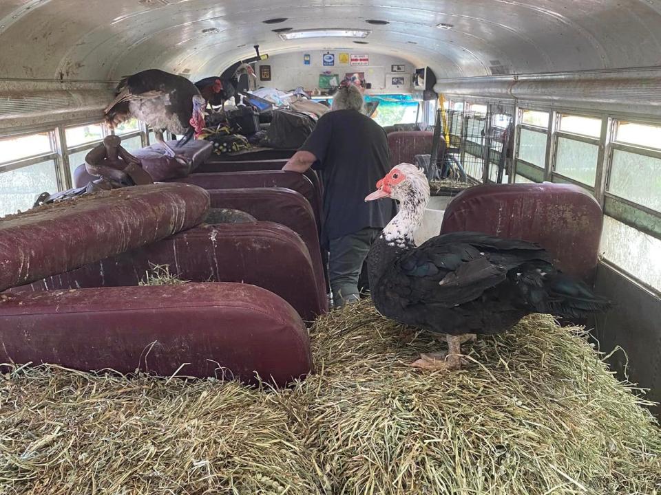 In a photo provided by the Adams County SPCA, deplorable conditions are seen inside a school bus where the SPCA would rescue over 30 animals..