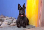 <p>These fun-loving pups make for great pets and excellent watchdogs. Dog Time says that owners love how little they shed, though they do <a href="https://dogtime.com/dog-breeds/scottish-terrier#/slide/1" rel="nofollow noopener" target="_blank" data-ylk="slk:require significant grooming;elm:context_link;itc:0;sec:content-canvas" class="link ">require significant grooming</a> to keep their coats in good order. </p>