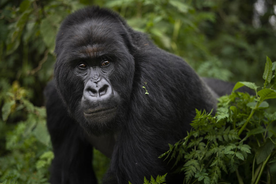 In this Sept. 2, 2019 photo, a silverback mountain gorilla named Segasira walks in the Volcanoes National Park, Rwanda. A concerted and sustained conservation campaign has averted the worst and given a second chance to these great apes, which share about 98% of human DNA. (AP Photo/Felipe Dana)