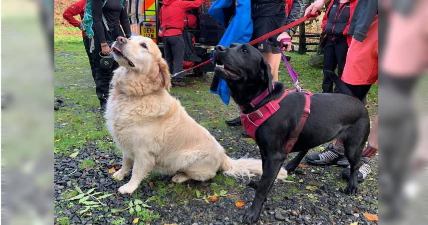 英國7旬翁上山遛狗暈倒，2愛犬分工合作救回主人一命。（圖／翻攝自「Keswick Mountain Rescue Team」救援隊臉書粉專）