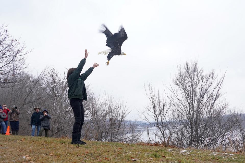 Marge Gibson, executive director of Raptor Education Group, Inc. (REGI) of Antigo, releases a bald eagle Jan. 6 along the Wisconsin River in Prairie du Sac. The eagle had been rehabilitated at REGI after being admitted in November with a broken wing.