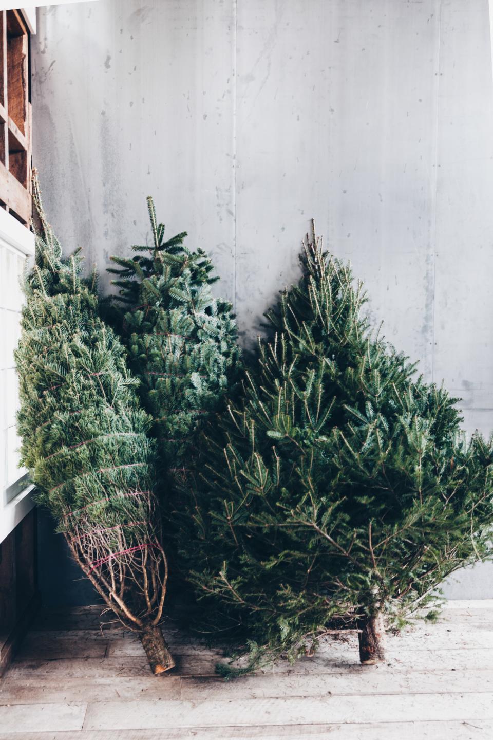 The Douglas fir, Nordmann fir and balsam fir shed less than other trees