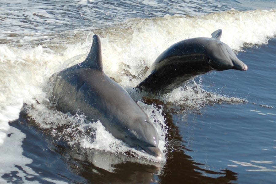 See dolphins up close on a cruise with The Dolphin Explorer.