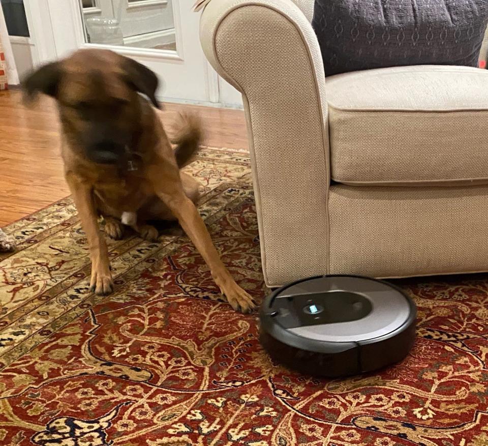 Twice a week, Rosie the Roomba roams the house cleaning up after Luke, our large shedding dog, and helps manage "fur-stration."