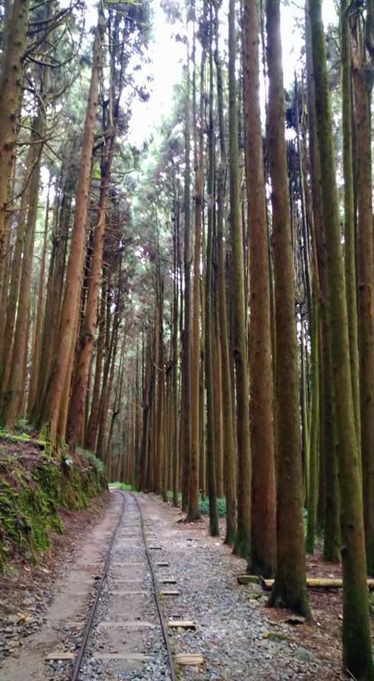特富野古道沿途林木茂密，景致優美。  （中華旅行社提供）